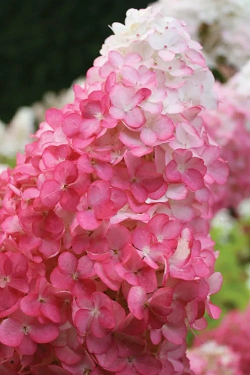 Vanilla Strawberry Hydrangea - 3 Gallon Pot - Image 7