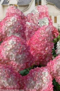 Vanilla Strawberry Hydrangea - 3 Gallon Pot