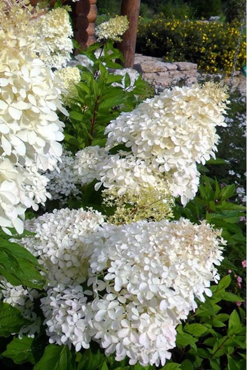 Phantom Hydrangea - 2 Gallon Pot - Image 5