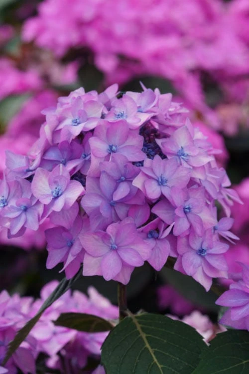 Let's Dance 'Can Do' Hydrangea - 2 Gallon Pot