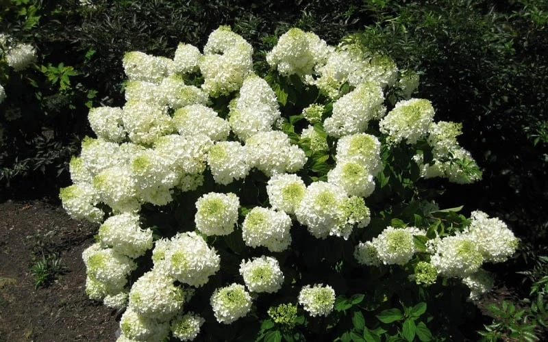 Silver Dollar Hydrangea - 3 Gallon Pot - Image 5