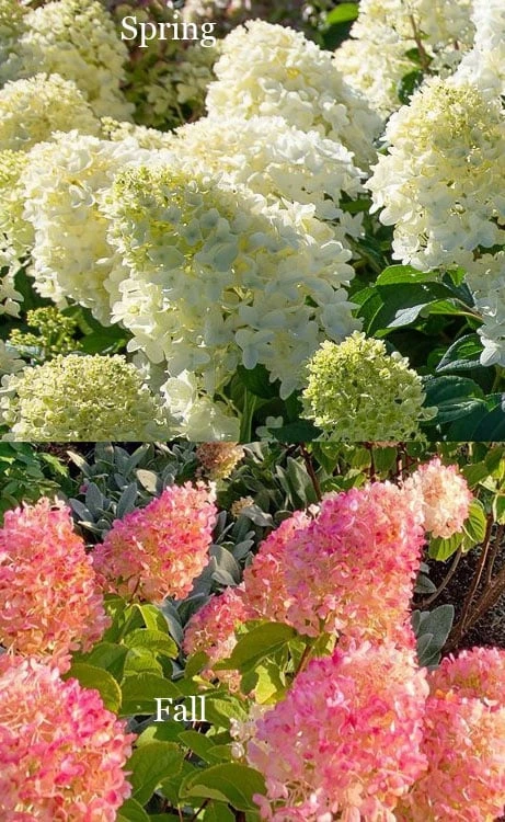 Silver Dollar Hydrangea - 1 Gallon Pot - Image 4