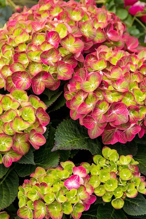 Tilt-A-Swirl Hydrangea - 3 Gallon Pot - Image 6