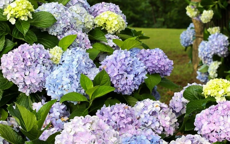 Dear Dolores Hydrangea - 2 Gallon Pot - Image 4