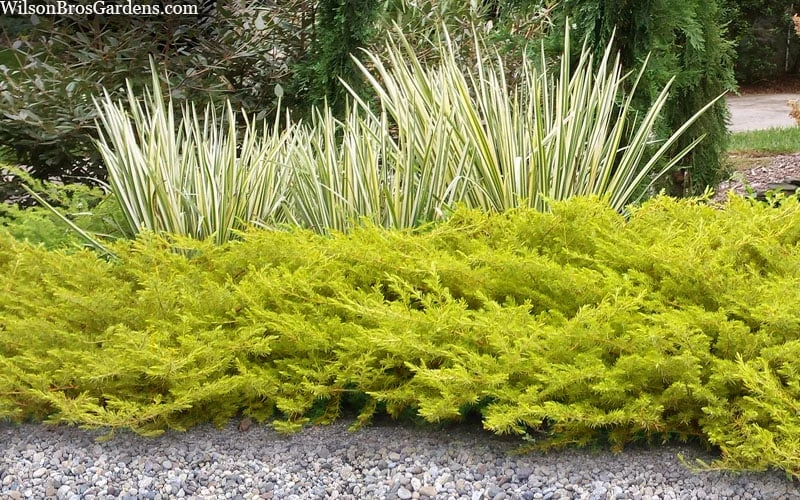 All Gold Golden Pacific Juniper - 3 Gallon Pot - Image 5