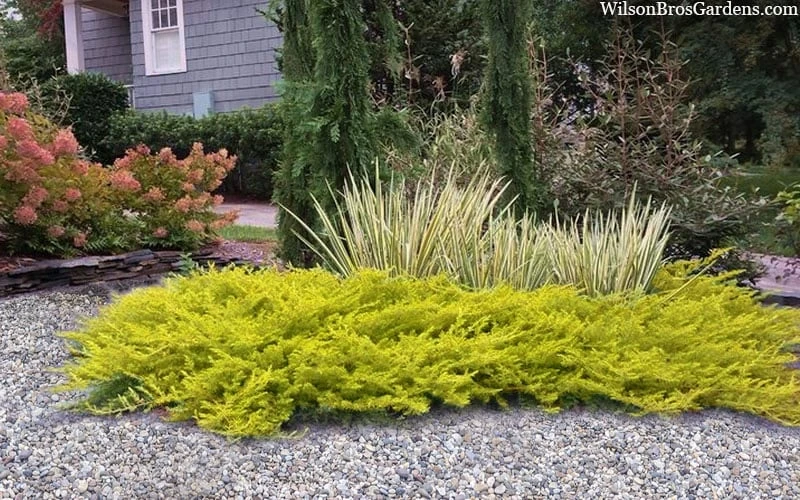 All Gold Golden Pacific Juniper - 2 Gallon Pot - Image 4