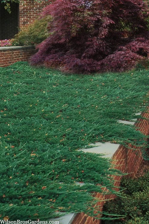 Blue Rug Juniper - 1 Gallon Pot