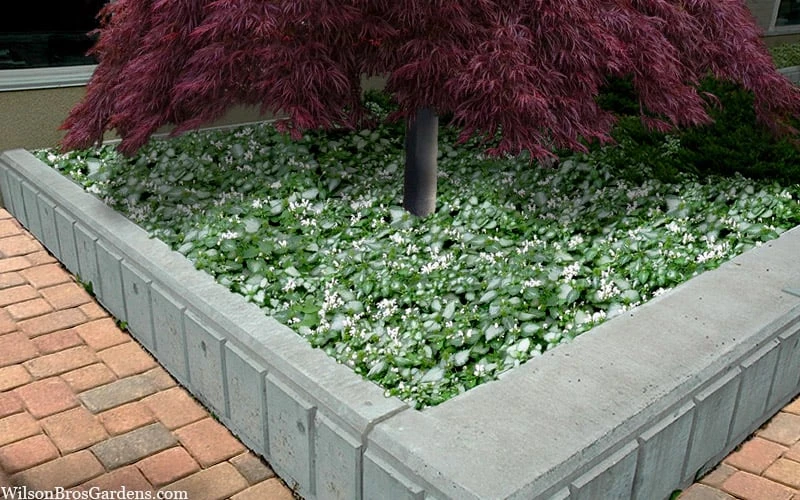 Purple Dragon Lamium - 6 Pack Of Pint Pots - Image 7