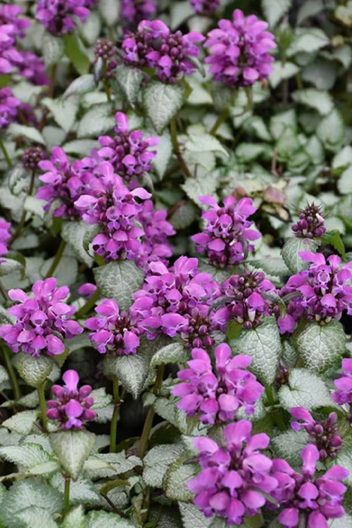 Purple Dragon Lamium - 6 Pack Of Pint Pots - Image 4