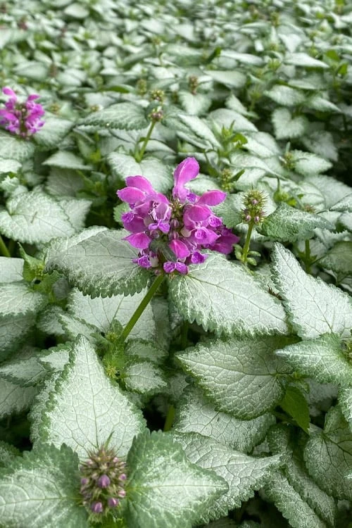 Purple Dragon Lamium - 6 Pack Of Pint Pots - Image 6
