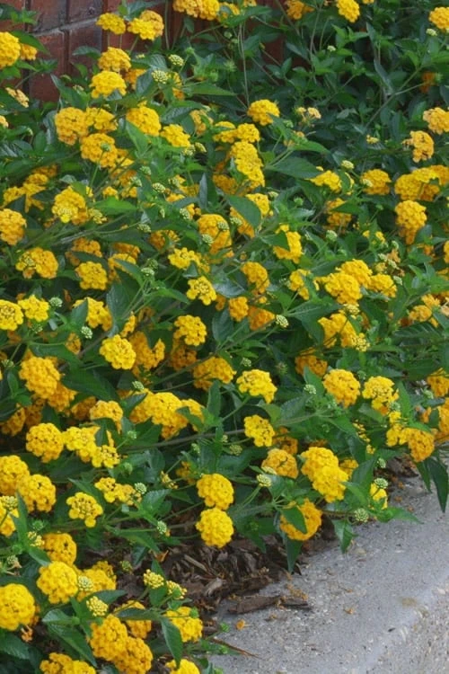 New Gold Hardy Lantana - 5 Pack Of Quart Pots - Image 4