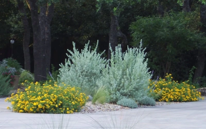 New Gold Hardy Lantana - 5 Pack Of Pint Pots - Image 5