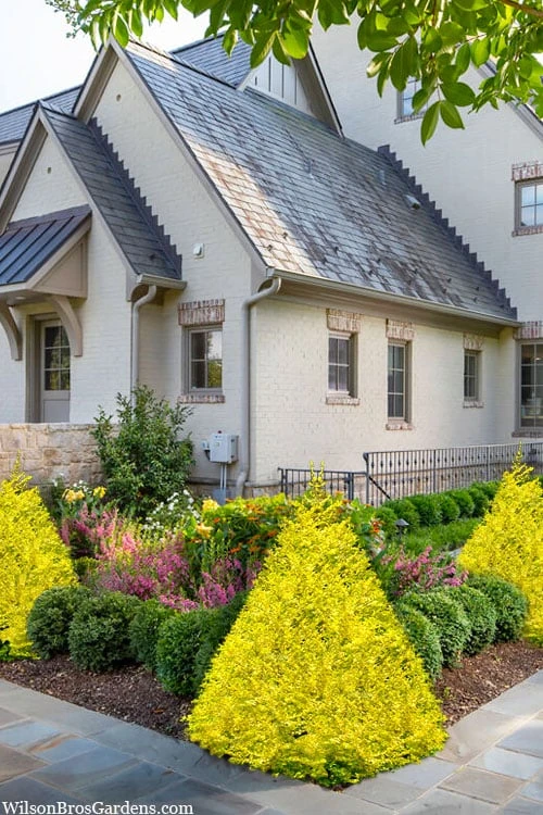 Sunshine Ligustrum - 2 Gallon Pot - Image 4