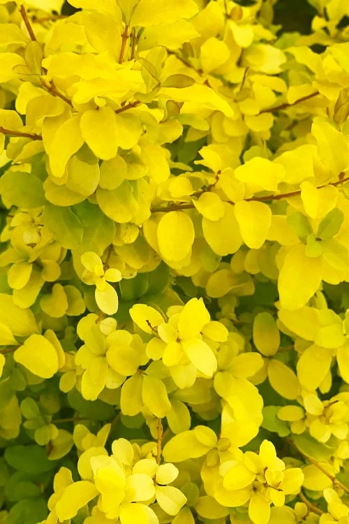 Sunshine Ligustrum - 2 Gallon Pot - Image 7