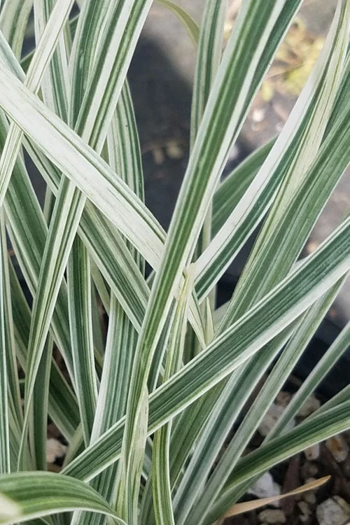 Silver Dragon Liriope - Lilyturf - 18 Count Flats Of Pint Pots - Image 6