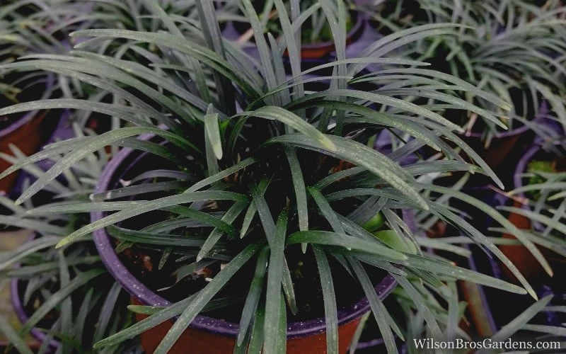 Kyoto Super Dwarf Mondo Grass - 3 Pack Of Pint Pots - Image 4