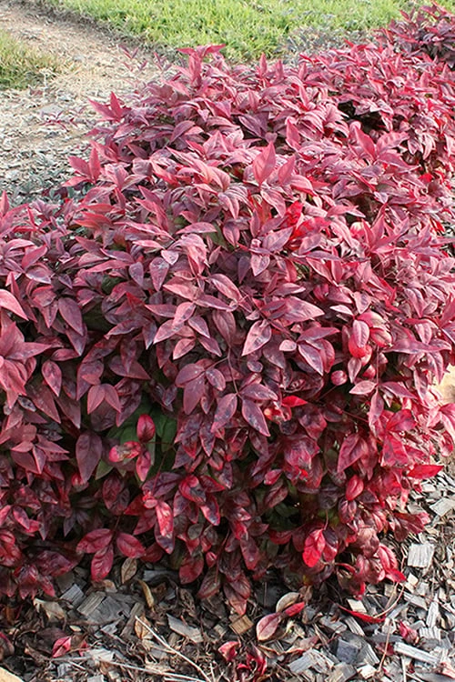 Blush Pink Nandina - 6 Pack Of 1 Gallon Pots - Image 8