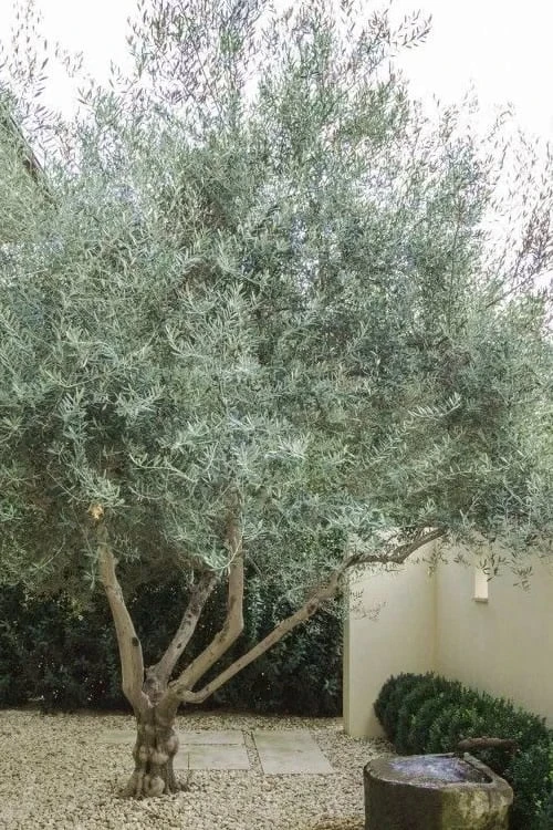 Arbequina Olive Tree - 7 Gallon Pot (5-6') - Image 4