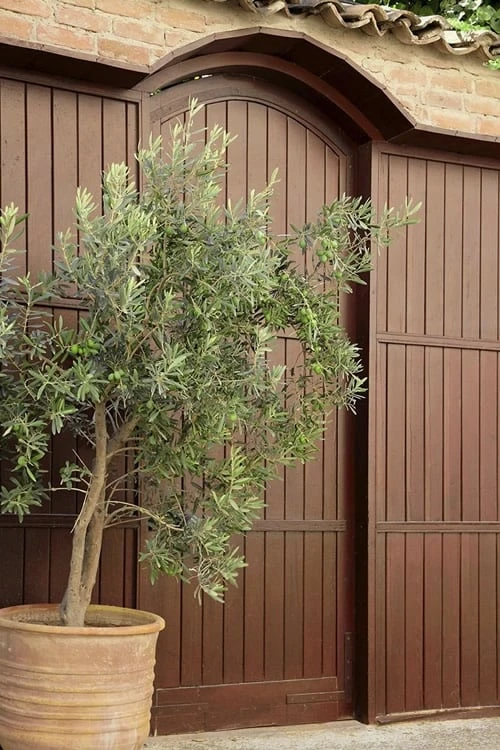 Arbequina Olive Tree - 2 Gallon Pot - Image 5