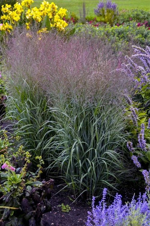 Prairie Winds Apache Rose Switchgrass (Panicum) - 1 Gallon Pot - Image 5
