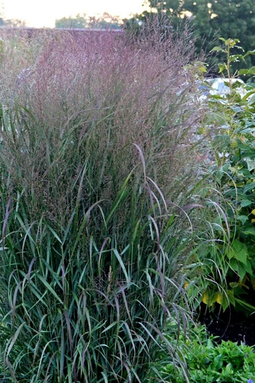 Prairie Winds Apache Rose Switchgrass (Panicum) - 1 Gallon Pot