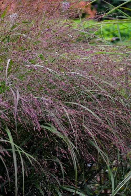 Prairie Winds Apache Rose Switchgrass (Panicum) - 1 Gallon Pot - Image 4