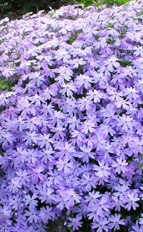 Blue Creeping Phlox - 6 Pack Of 1 Gallon Pots - Image 4