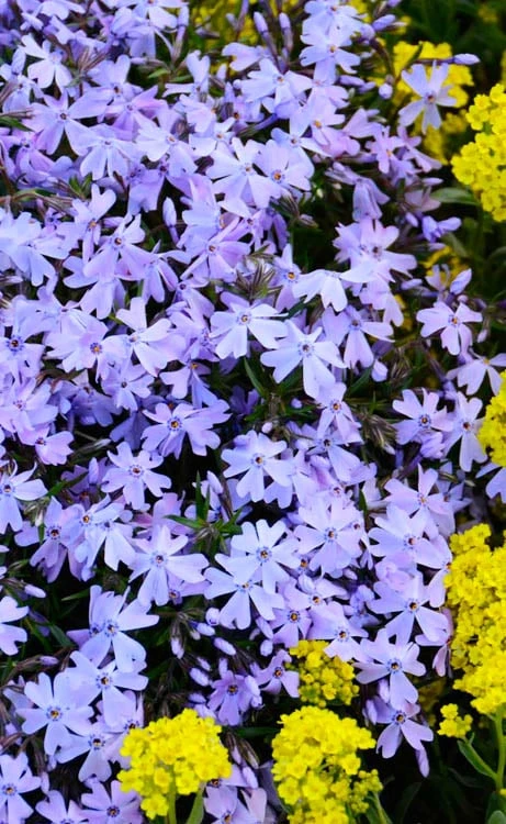Blue Creeping Phlox - 1 Gallon Pot - Image 6
