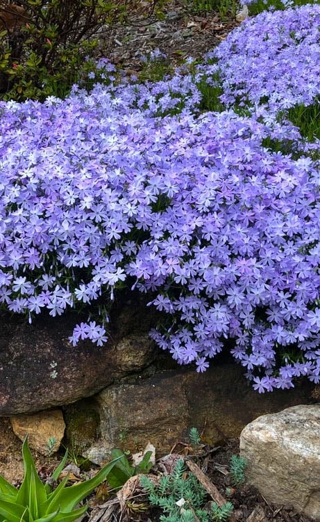 Blue Creeping Phlox - 1 Gallon Pot