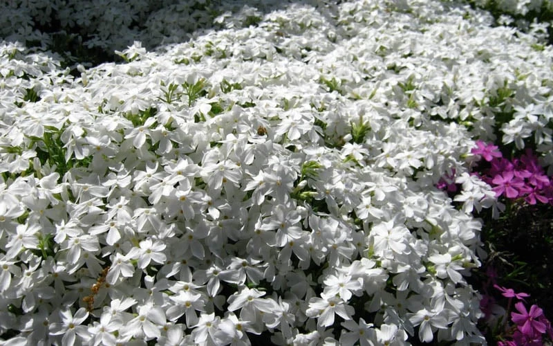 White Creeping Phlox - 1 Gallon Pot - Image 4