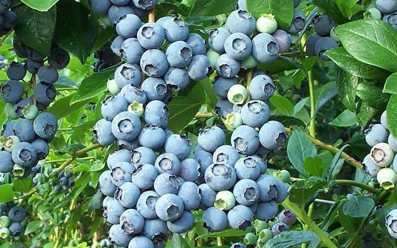 Brightwell Rabbiteye Blueberry - 6 Pack Of 1 Gallon Pots - Image 4