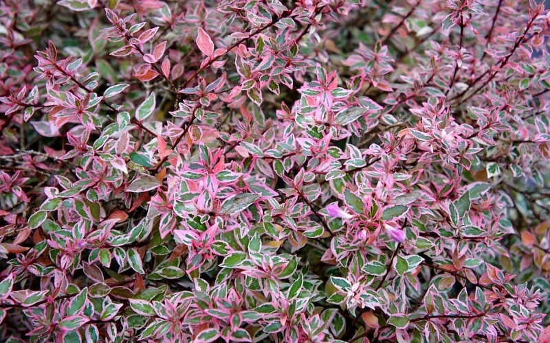 Confetti Dwarf Abelia - 3 Gallon Pot - Image 7