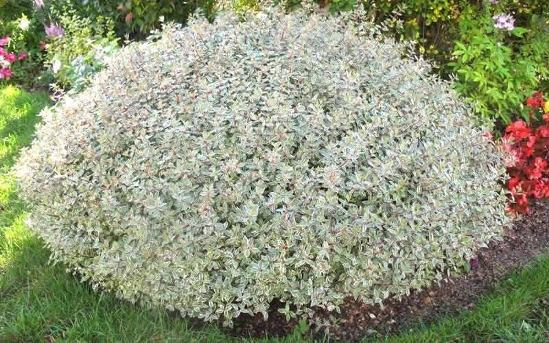 Confetti Dwarf Abelia - 3 Gallon Pot - Image 4