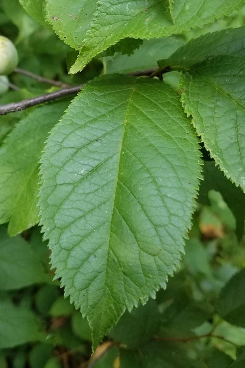 American Wild Plum Tree (Prunus Americana) - 3 Gallon Pot - Image 7