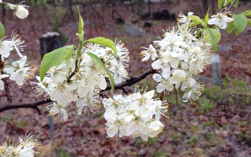 American Wild Plum Tree (Prunus Americana) - 3 Gallon Pot - Image 8