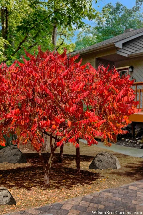 Staghorn Sumac (Rhus Typhina) - 3 Gallon Pot - Image 5