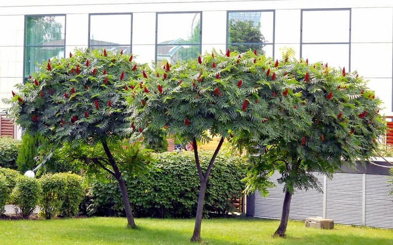 Staghorn Sumac (Rhus Typhina) - 3 Gallon Pot - Image 4