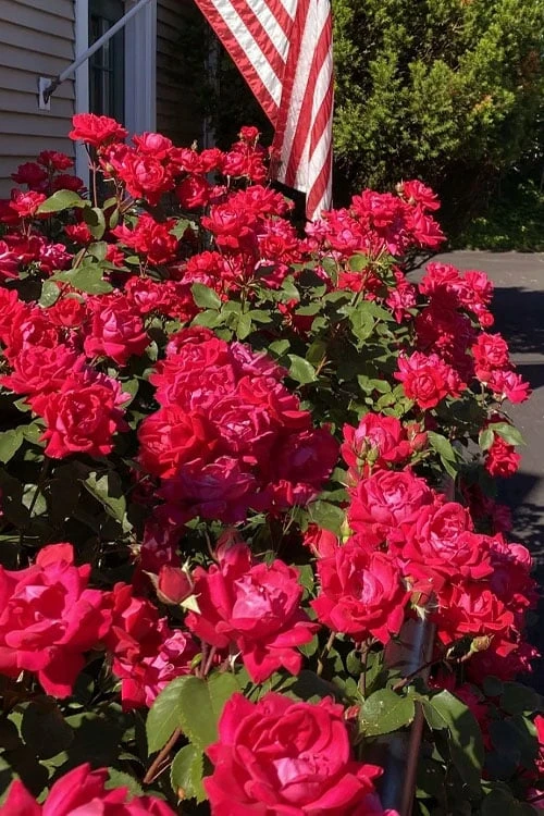 Red Double Knock Out Rose - 3 Gallon Pot - Image 6