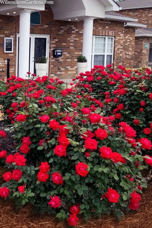 Red Double Knock Out Rose - 1 Gallon Pot