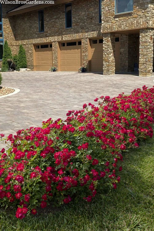 Red Drift Groundcover Rose - 2 Gallon Pot - Image 4