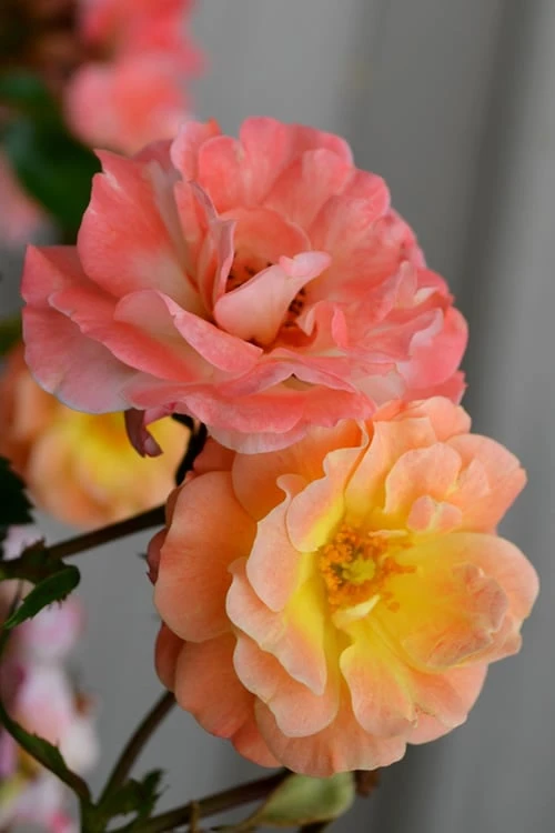 Peach Drift Groundcover Rose - 1 Gallon Pot - Image 3