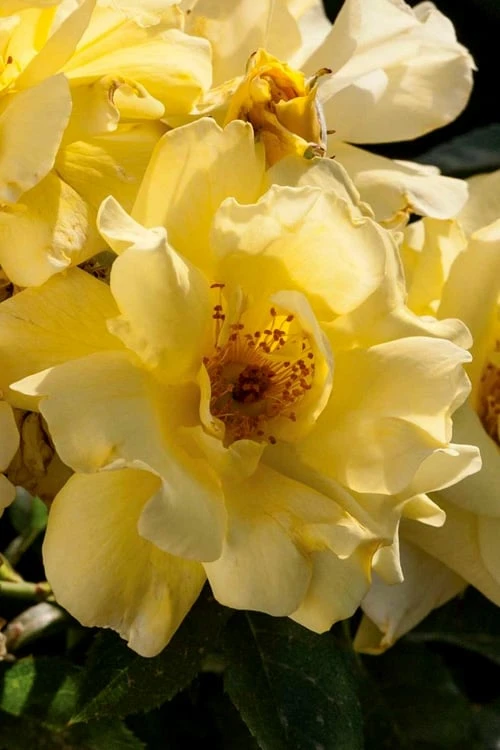 Lemon Drift Groundcover Rose - 3 Gallon Pot - Image 4