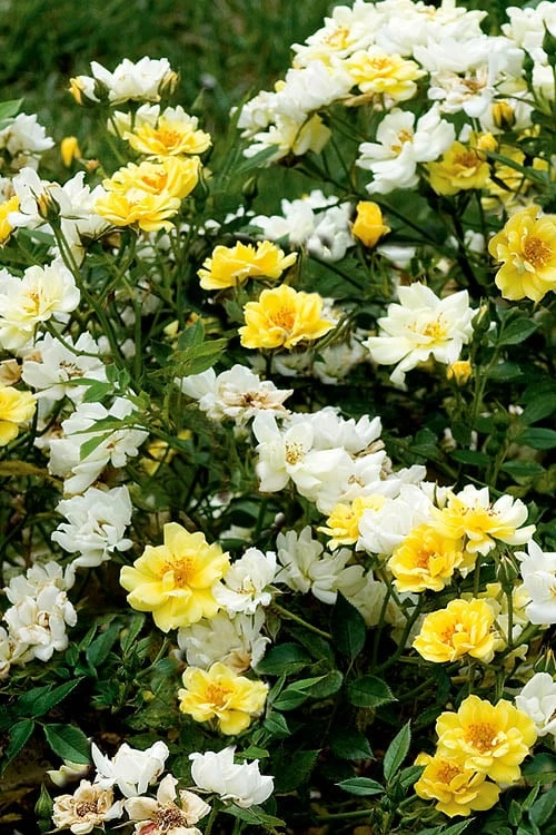 Lemon Drift Groundcover Rose - 3 Gallon Pot - Image 5