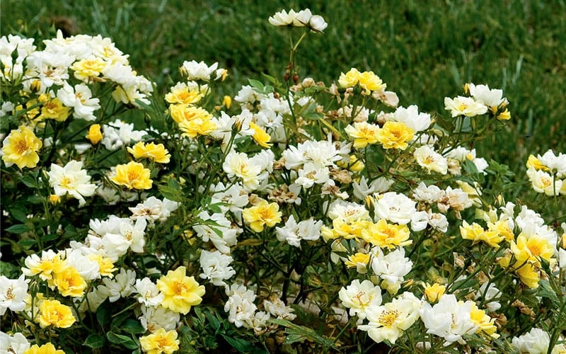 Lemon Drift Groundcover Rose - 3 Gallon Pot - Image 6