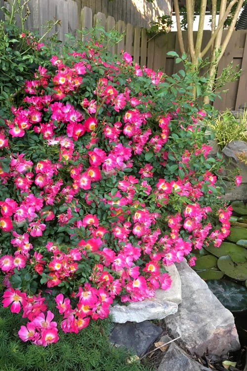 Pink Drift Groundcover Rose - 3 Gallon Pot