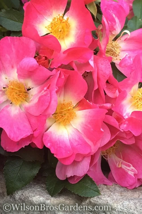 Pink Drift Groundcover Rose - 1 Gallon Pot - Image 4