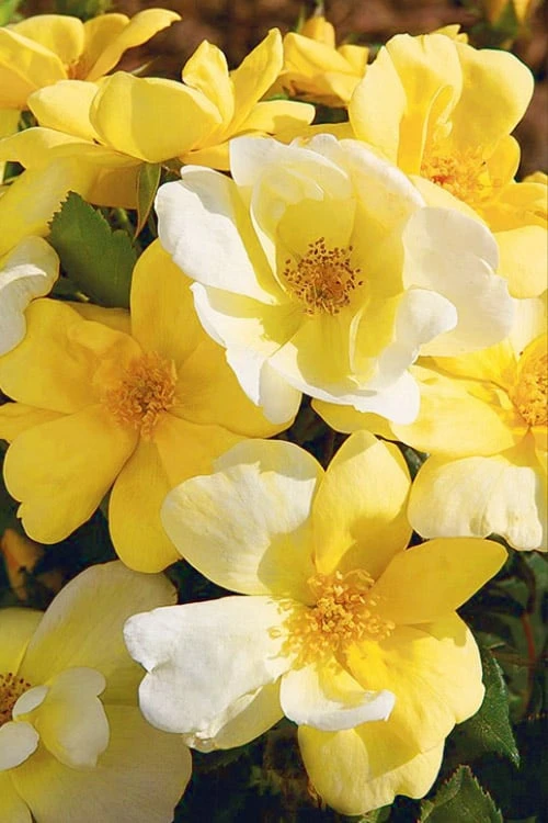Sunny Yellow Knock Out Rose - 3 Gallon Pot