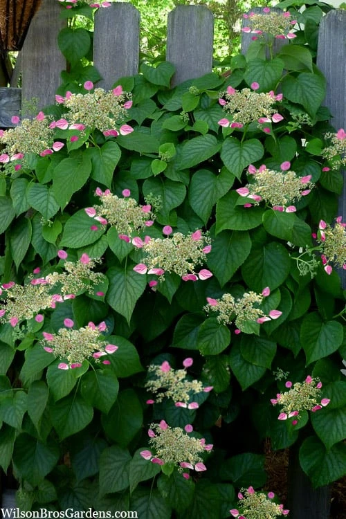 Rose Sensation Pink Climbing Hydrangea Vine - 1 Gallon Pot - Image 8