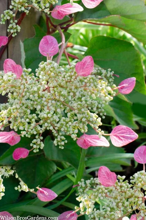 Rose Sensation Pink Climbing Hydrangea Vine - 3 Gallon Pot - Image 4