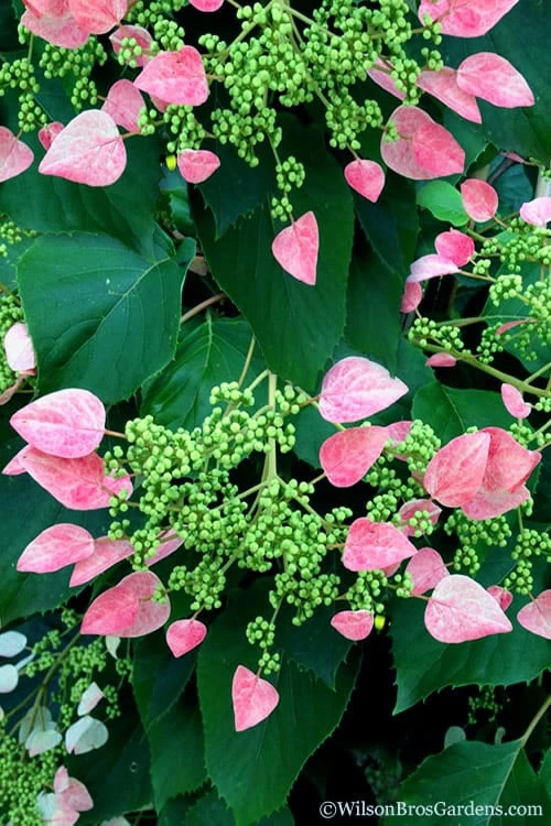 Rose Sensation Pink Climbing Hydrangea Vine - 3 Gallon Pot - Image 9